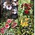 Tolumnia (Oncidium Equitante) Cores Variadas - Adulta - Imagem 1