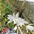 Dendrobium Nestor Var. Alba - Adulto - Imagem 1