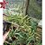 Dendrobium Pierardii (Dendrobium Aphyllum) - Adulto - Imagem 2