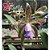 Cattleya Tigrina Coerulea - Adulta - Imagem 1
