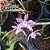 Dendrobium hercoglossum - Adulto - Imagem 1