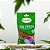 Chá Verde Importado 30g - Imagem 1