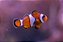 Amphiprion Ocellaris (Nemo) - Imagem 2
