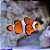Amphiprion Ocellaris (Nemo) - Imagem 1