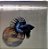 Peixe Betta Macho Crowntail - Imagem 1
