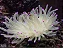 Anemona Pink Tip CARIBE - Imagem 2