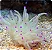 Anemona Pink Tip CARIBE - Imagem 1