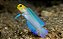 Opstagnatus Goby - Imagem 3