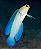 Opstagnatus Goby - Imagem 2