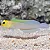 Opstagnatus Goby - Imagem 1