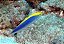 cianocefalos wrasse - Imagem 3