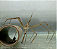 Caranguejo Aranha - Imagem 3