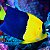Bicolor Angelfish - Imagem 2