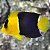 Bicolor Angelfish - Imagem 1