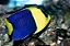 Bicolor Angelfish - Imagem 3