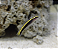 Neon Goby Amarelo - Imagem 2