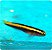 Neon Goby Amarelo - Imagem 3