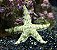 Sand Cleaner Starfish - Imagem 3
