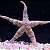 Sand Cleaner Starfish - Imagem 1