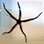 Black brittle startfish - Imagem 1