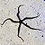Black brittle startfish - Imagem 2