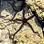 Black brittle startfish - Imagem 3