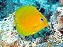 Coeruleus Tang Yellow - Imagem 2