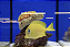 Coeruleus Tang Yellow - Imagem 1