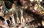 Sarampinho - Imagem 1