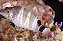 Sarampinho - Imagem 3