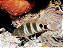 Sarampinho - Imagem 2