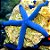 Blue Starfish - Imagem 1