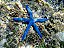 Blue Starfish - Imagem 2