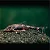 Limpa Vidro (Paratocinclus) - Imagem 1