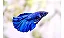 Betta Macho - Imagem 3