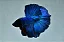 Betta Macho - Imagem 1