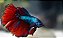 Betta Macho - Imagem 2