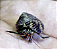Mini Paguro - Imagem 1