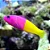 Bicolor Dottyback - Imagem 2