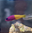 Bicolor Dottyback - Imagem 3
