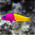Bicolor Dottyback - Imagem 1