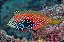 Blue Spotted Leopard Wrasse - Imagem 2