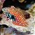 Blue Spotted Leopard Wrasse - Imagem 1