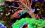 Blue Spotted Leopard Wrasse - Imagem 3