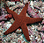 Orange Linckia Starfish - Imagem 3