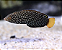 Yellow Tail Tamarin Wrasse - Imagem 3