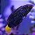 Yellow Tail Tamarin Wrasse - Imagem 2