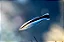 Cleaner Wrasse - Imagem 2