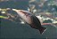 Brown Bird Wrasse - Imagem 2