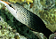Brown Bird Wrasse - Imagem 1